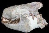 Exceptional, Oreodont (Merycoidodon) Skull With Vertebrae #50815-2